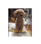 愛犬の、ぼくスタンプ（個別スタンプ：23）