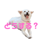 しゅたのんstamp4（個別スタンプ：12）