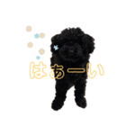 プーライフ40（個別スタンプ：4）