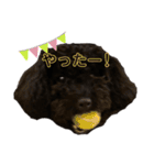 プーライフ40（個別スタンプ：29）