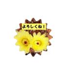 うちの さぼてんの       ボンちゃん25歳！（個別スタンプ：1）