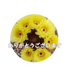 うちの さぼてんの       ボンちゃん25歳！（個別スタンプ：3）