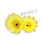 うちの さぼてんの       ボンちゃん25歳！（個別スタンプ：4）
