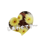 うちの さぼてんの       ボンちゃん25歳！（個別スタンプ：7）