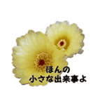 うちの さぼてんの       ボンちゃん25歳！（個別スタンプ：8）