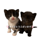 ぱちくろ（個別スタンプ：2）