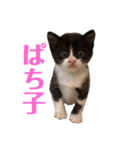 ぱちくろ（個別スタンプ：7）