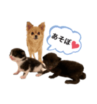 ぱちくろ（個別スタンプ：16）