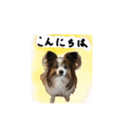 世界一可愛いパピヨンくうのスタンプ（個別スタンプ：1）