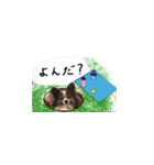 世界一可愛いパピヨンくうのスタンプ（個別スタンプ：2）