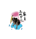 世界一可愛いパピヨンくうのスタンプ（個別スタンプ：10）