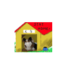 世界一可愛いパピヨンくうのスタンプ（個別スタンプ：13）