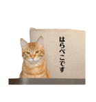 3兄妹にゃんこと愉快な仲間たち（個別スタンプ：18）