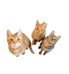 3兄妹にゃんこと愉快な仲間たち（個別スタンプ：38）