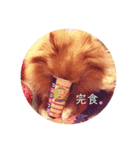パールちゃんとシャアくん（個別スタンプ：7）