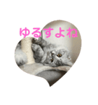 我が家の動物。（個別スタンプ：1）