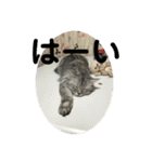 我が家の動物。（個別スタンプ：3）