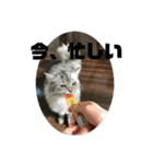 我が家の動物。（個別スタンプ：4）