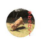 我が家の動物。（個別スタンプ：5）