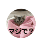 我が家の動物。（個別スタンプ：6）
