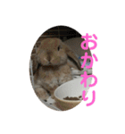 我が家の動物。（個別スタンプ：7）