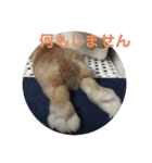 我が家の動物。（個別スタンプ：8）