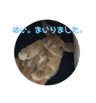 我が家の動物。（個別スタンプ：10）
