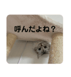 我が家の動物。（個別スタンプ：11）