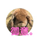 我が家の動物。（個別スタンプ：12）