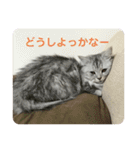 我が家の動物。（個別スタンプ：13）