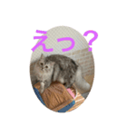 我が家の動物。（個別スタンプ：15）