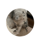 我が家の動物。（個別スタンプ：18）