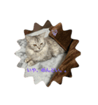 我が家の動物。（個別スタンプ：22）