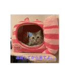我が家の動物。（個別スタンプ：23）