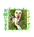 毎日らぶらどーる（個別スタンプ：1）