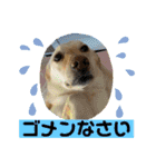 毎日らぶらどーる（個別スタンプ：2）