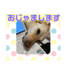 毎日らぶらどーる（個別スタンプ：8）