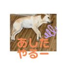 毎日らぶらどーる（個別スタンプ：11）
