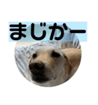 毎日らぶらどーる（個別スタンプ：12）