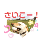 毎日らぶらどーる（個別スタンプ：13）
