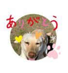 毎日らぶらどーる（個別スタンプ：15）