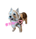 パティちゃんと可愛い仲間たち（個別スタンプ：6）