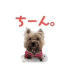 パティちゃんと可愛い仲間たち（個別スタンプ：9）