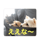 パティちゃんと可愛い仲間たち（個別スタンプ：10）