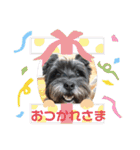 パティちゃんと可愛い仲間たち（個別スタンプ：12）