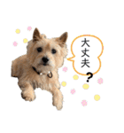 パティちゃんと可愛い仲間たち（個別スタンプ：16）