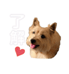 パティちゃんと可愛い仲間たち（個別スタンプ：34）