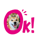 柴犬チビの日常スタンプ（個別スタンプ：1）