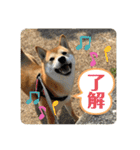 柴犬チビの日常スタンプ（個別スタンプ：2）
