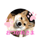 柴犬チビの日常スタンプ（個別スタンプ：3）